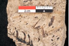 Foto (Detailansicht) von Araucaria sternbergii Goeppert (NHMW-GEO-2024-0188-8302)